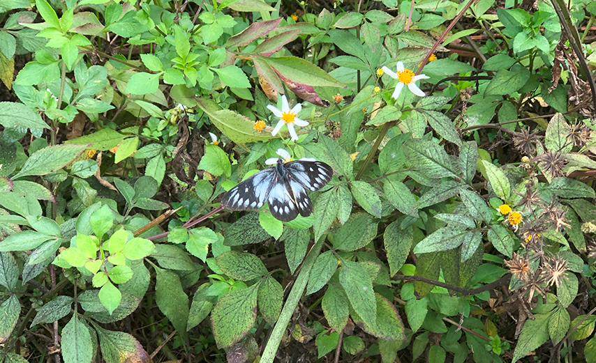 photography_of_hong_kong_nature_thumbnail